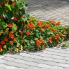 Perinnekivi 172x115x60 mm harmaa