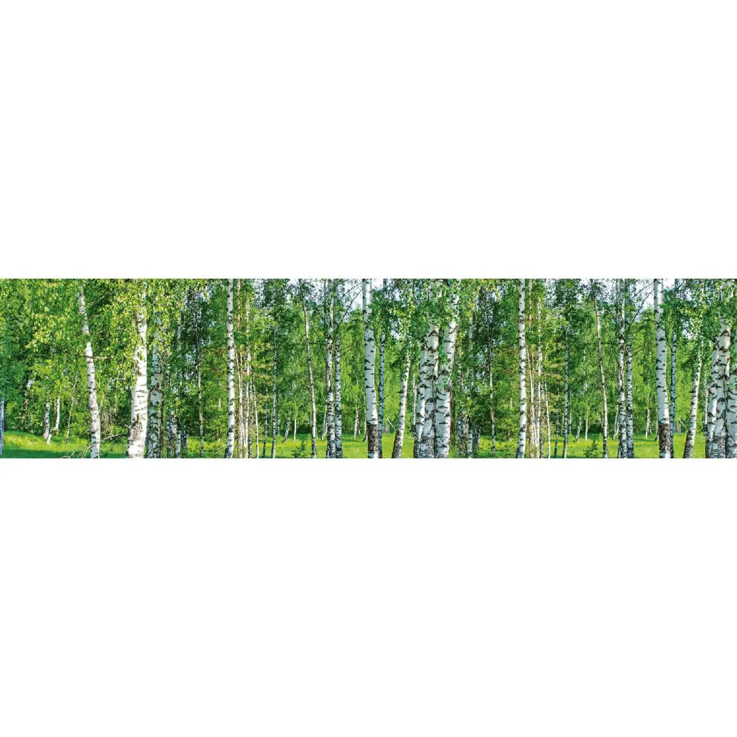 Välitilatarra Dimex Birch Grow 180-350x60cm