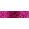 Välitilatarra Dimex Pink Dahlia 180-350x60cm