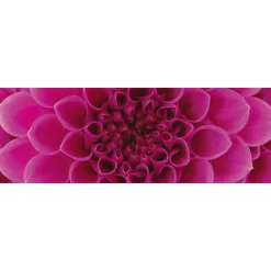 Välitilatarra Dimex Pink Dahlia 180-350x60cm