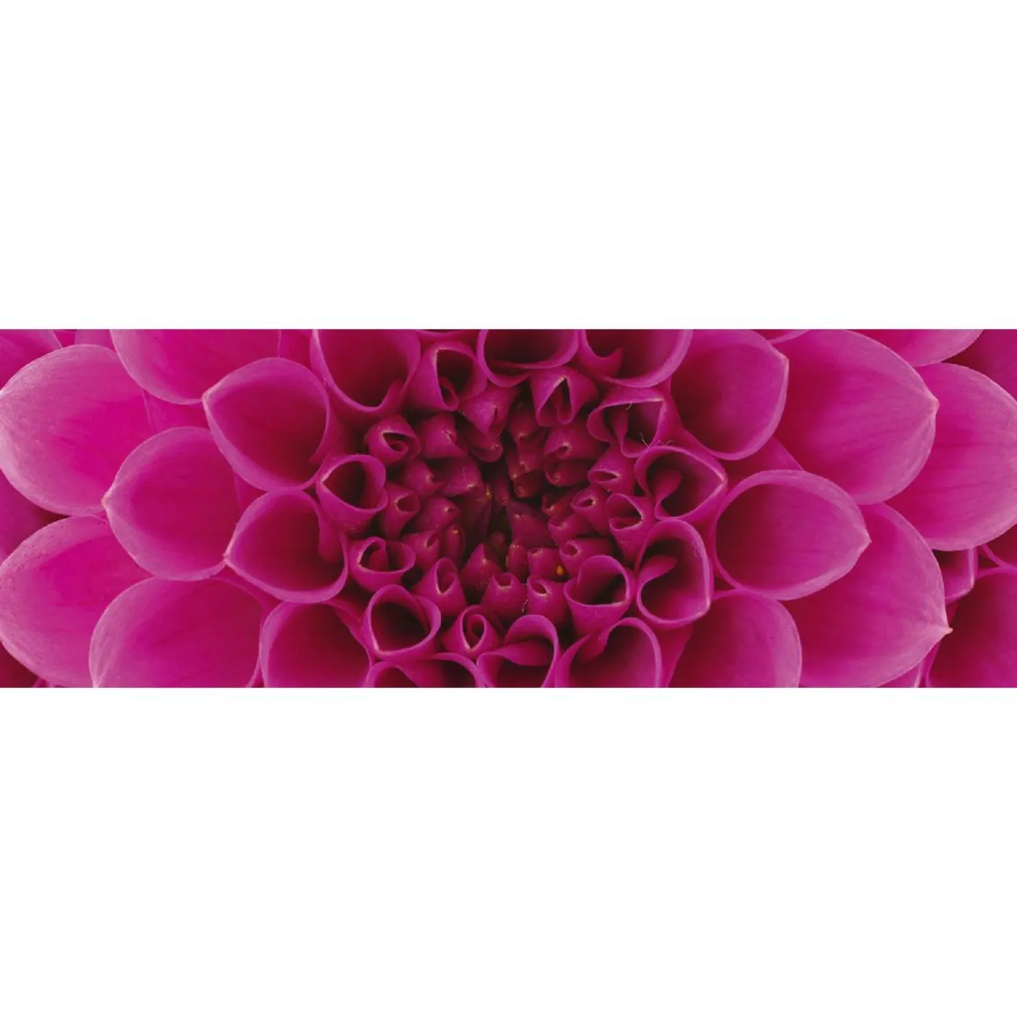 Välitilatarra Dimex Pink Dahlia 180-350x60cm
